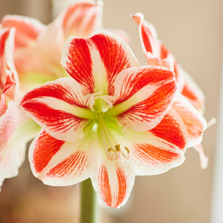 Amaryllis Single Spartacus