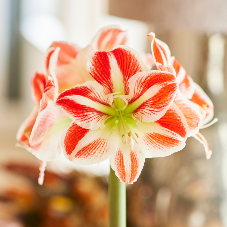 Amaryllis Single Spartacus