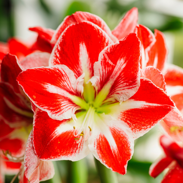 Amaryllis Single Spartacus