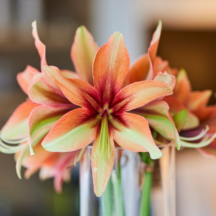 Amaryllis Single Wild Amazone