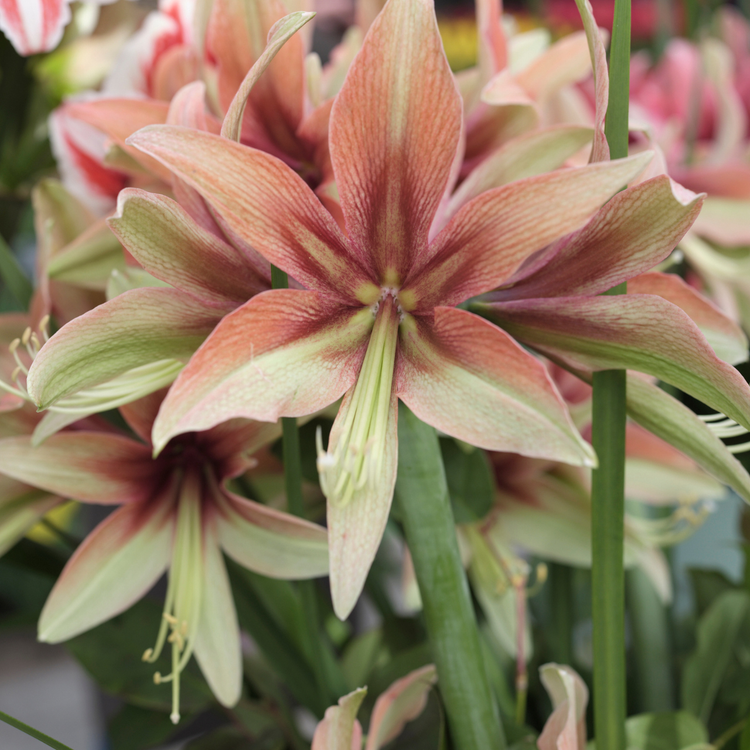 Amaryllis Single Wild Amazone