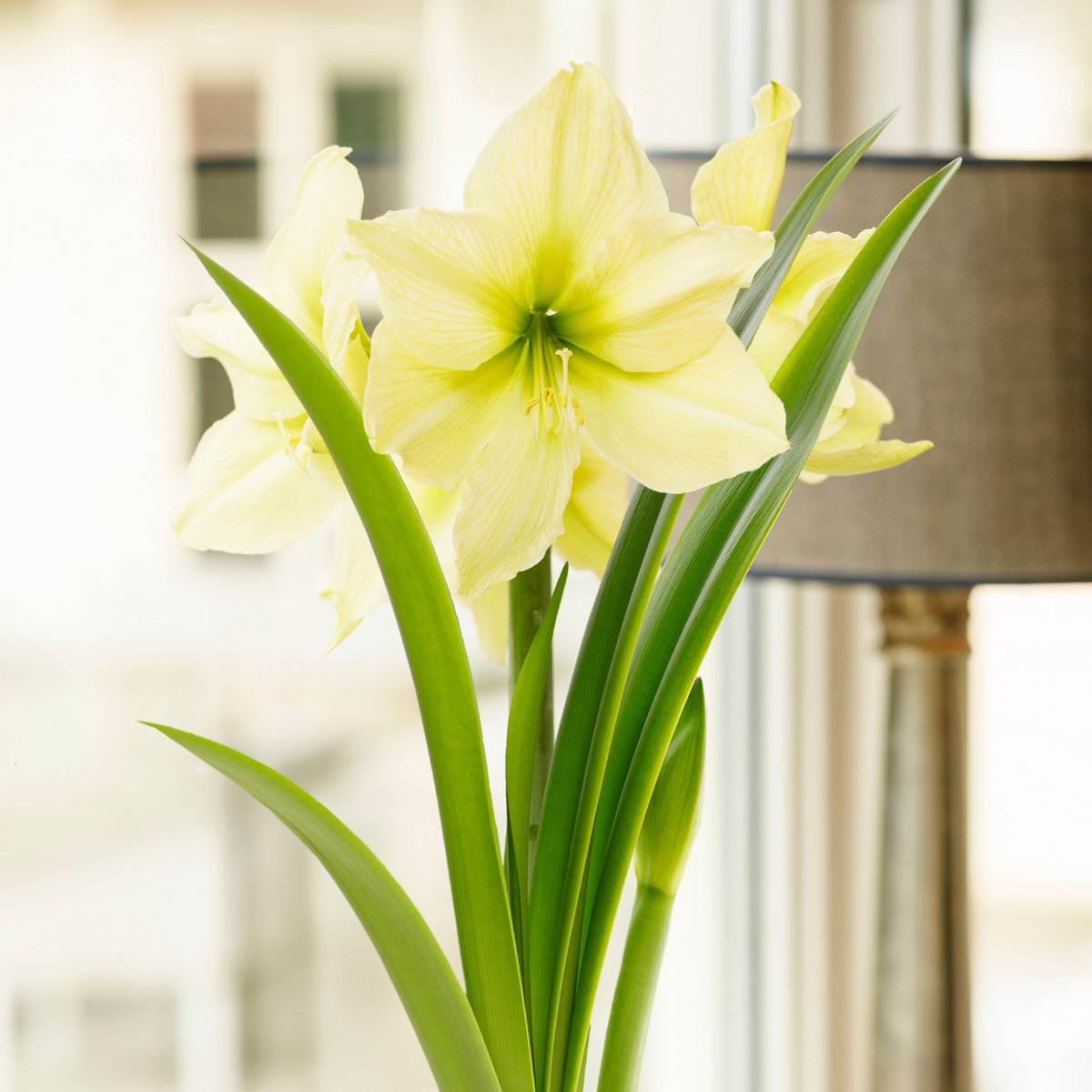 Amaryllis Single Yellow Star - 1 bulb