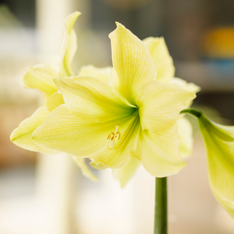 Amaryllis Single Yellow Star
