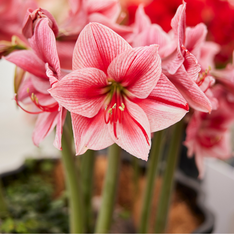 Amaryllis Single Charisma