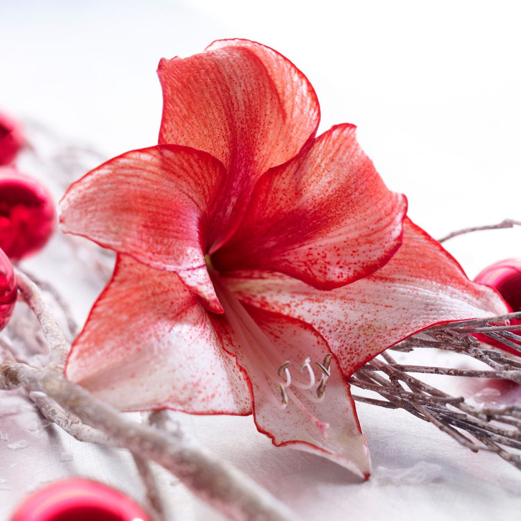 Amaryllis Single Charisma