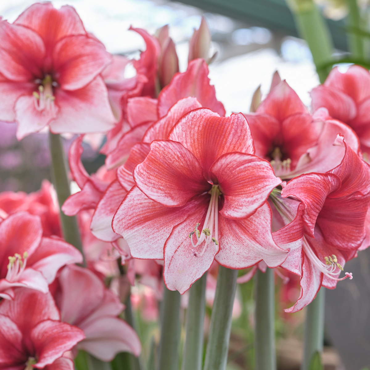 Amaryllis Single Charisma - 1 bulb - Longfield Gardens