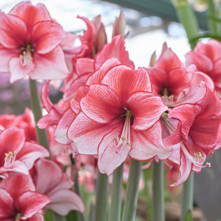 Amaryllis Single Charisma