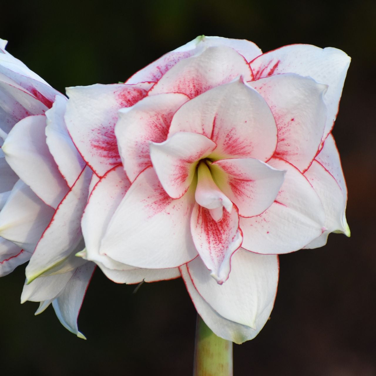Amaryllis Double Elvas - 1 bulb - Longfield Gardens