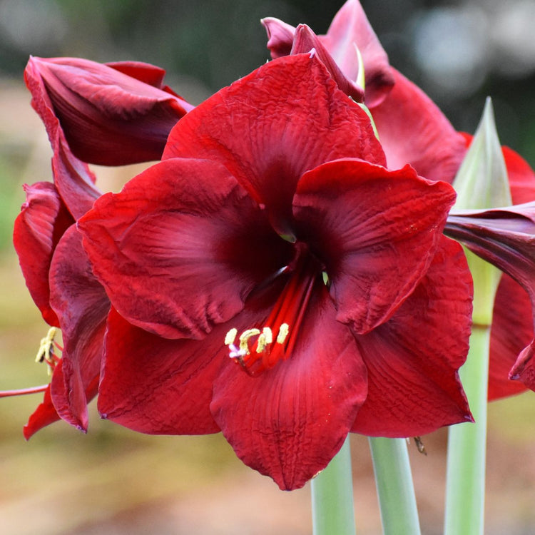 Amaryllis Single Mandela