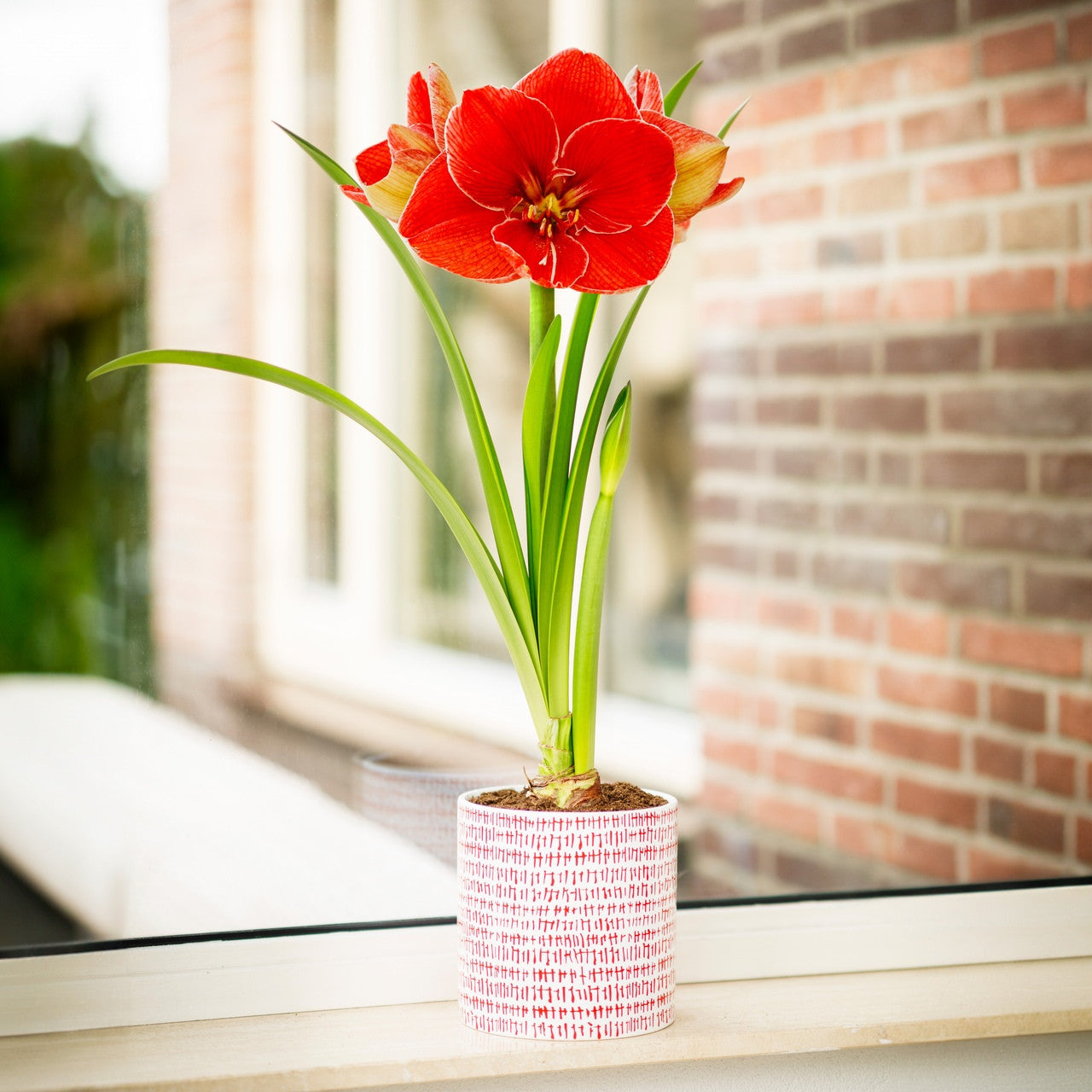 Amaryllis with Hatch Mark Ceramic Pot Growing Kit - Longfield Gardens