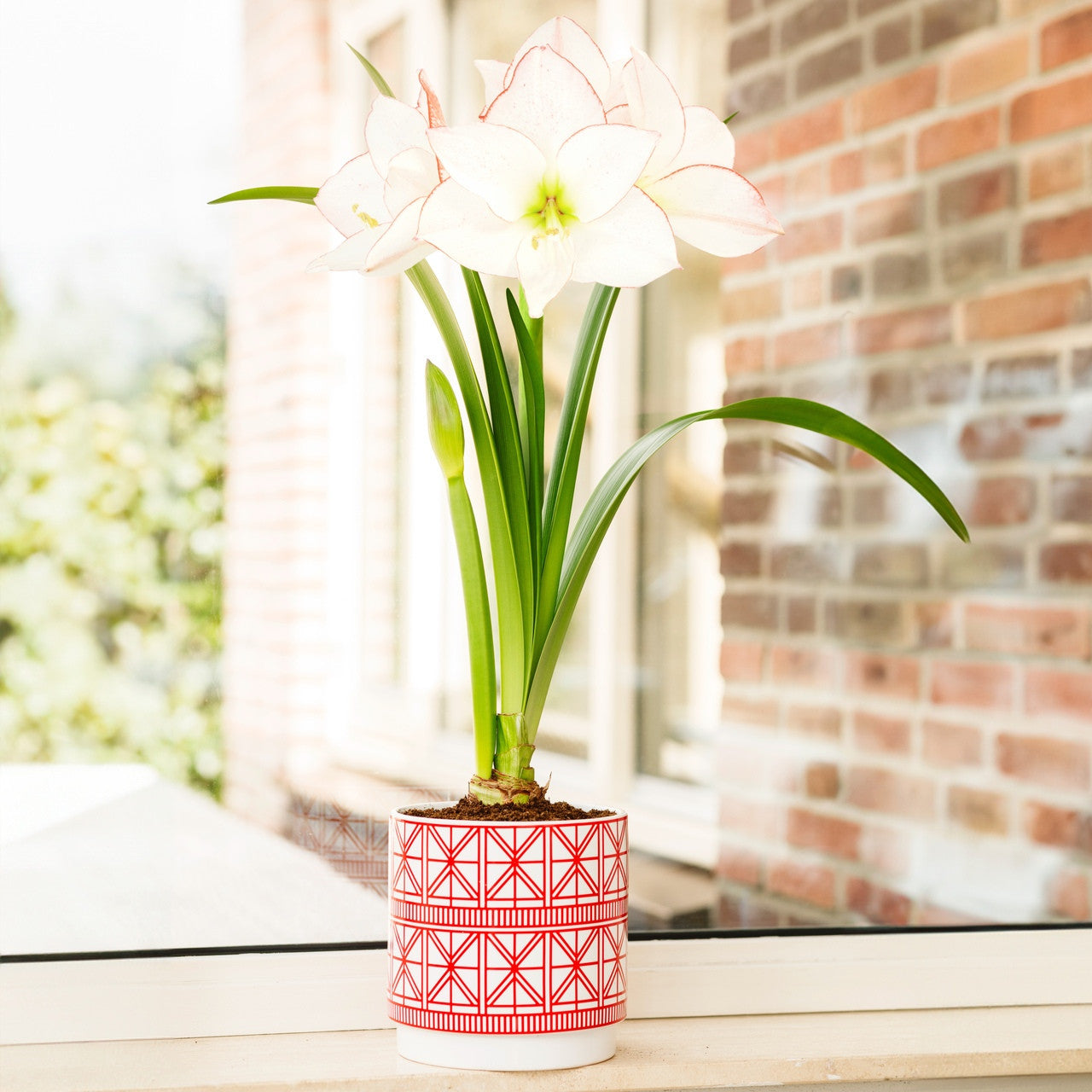 Amaryllis with Geometric Ceramic Pot Growing Kit - Longfield Gardens