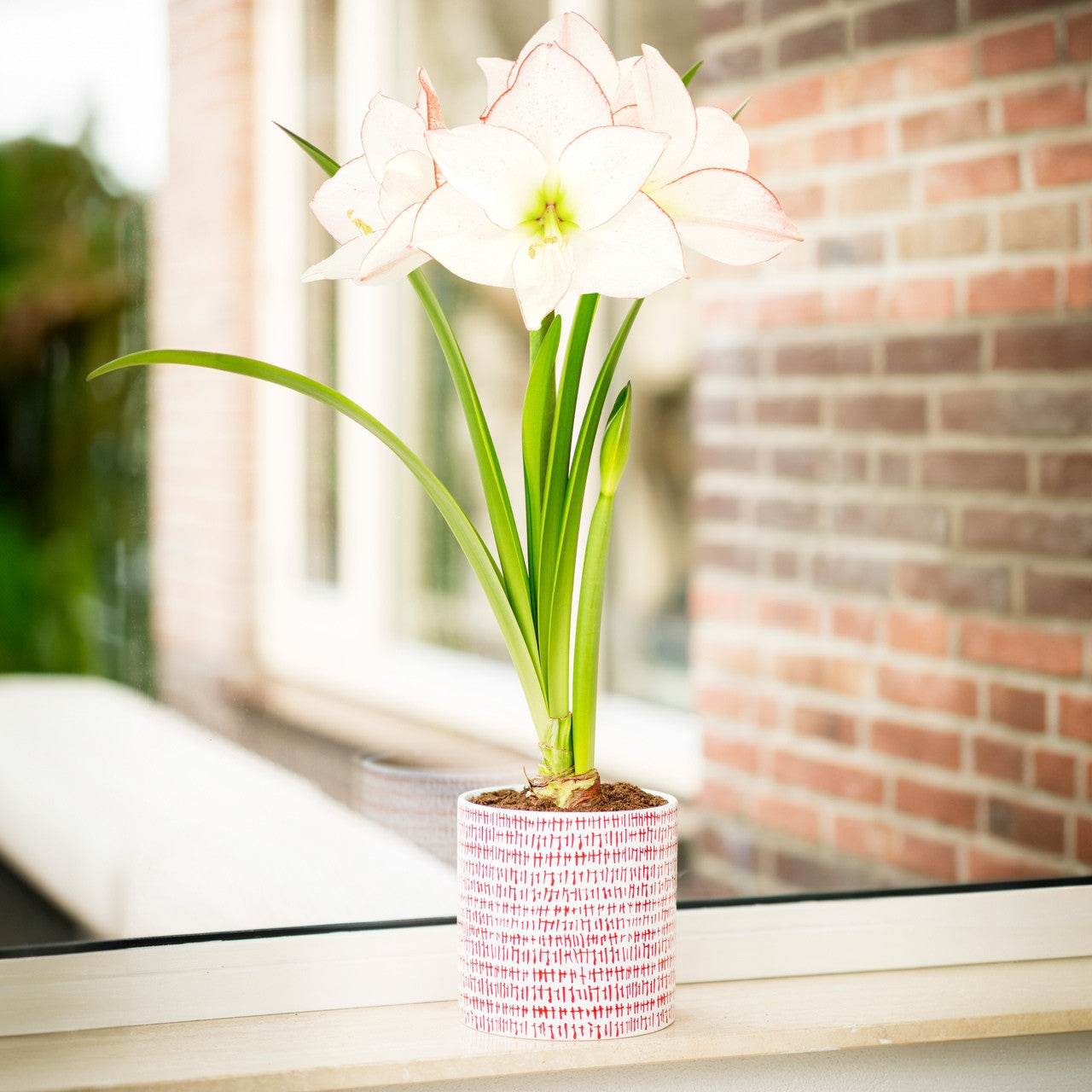 Amaryllisページ Amaryllis with Hatch Mark Ceramic Pot Growing Kit - Longfield Gardens