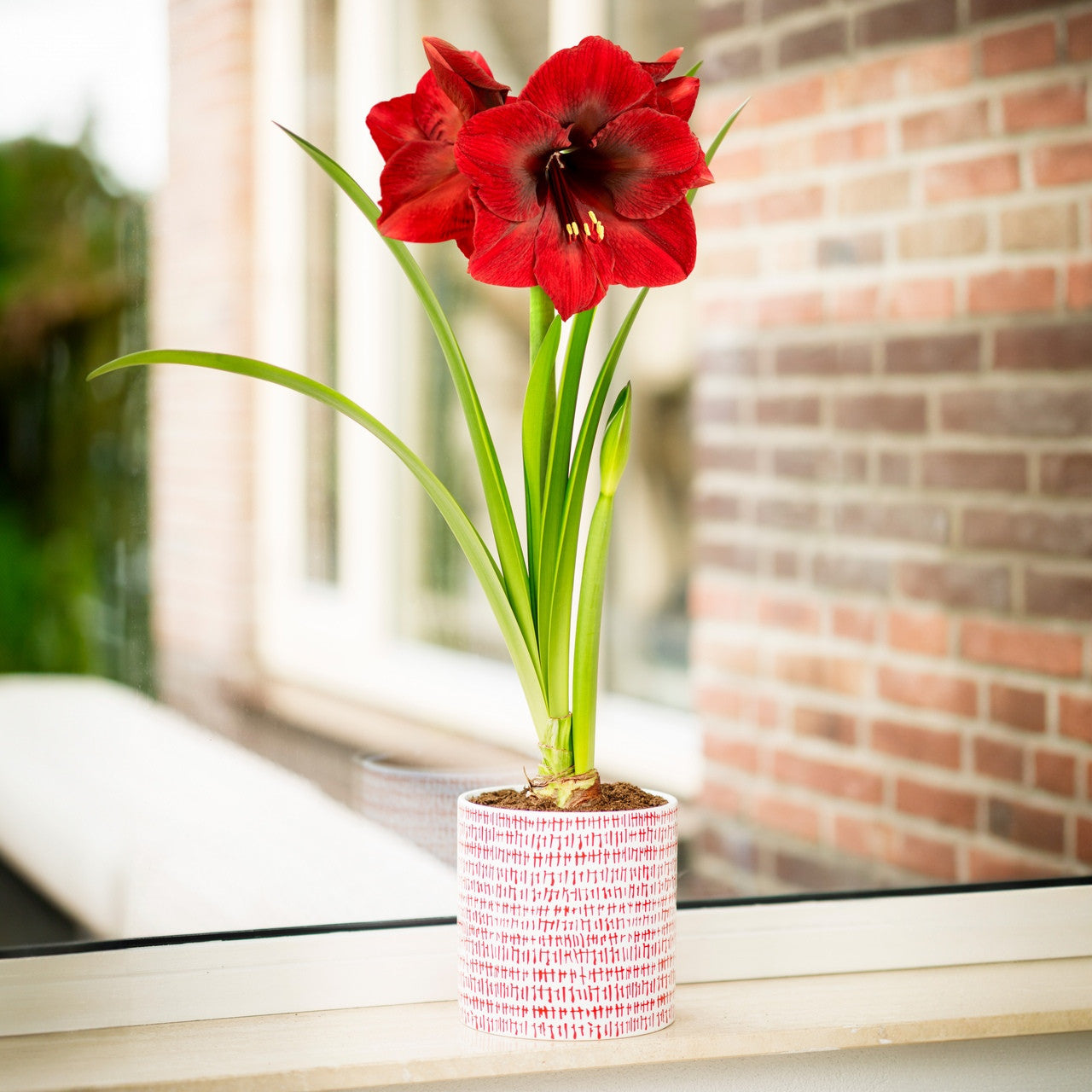Amaryllisページ 1 Amaryllis Dutch 'Minerva' Size 36/38 cm - Beautiful Blooms