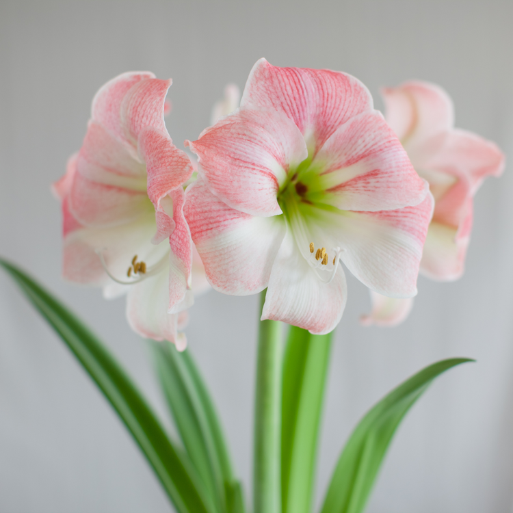 Amaryllis Single Apple Blossom