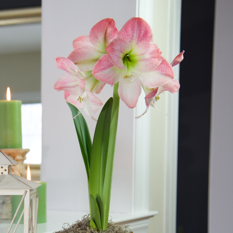 Amaryllis Single Apple Blossom