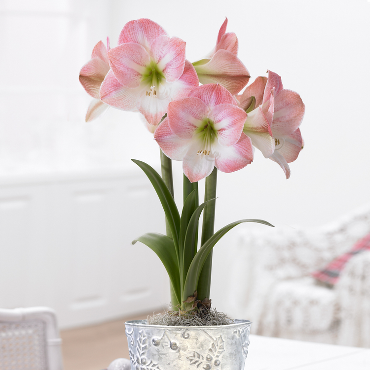 Amaryllis Single Apple Blossom