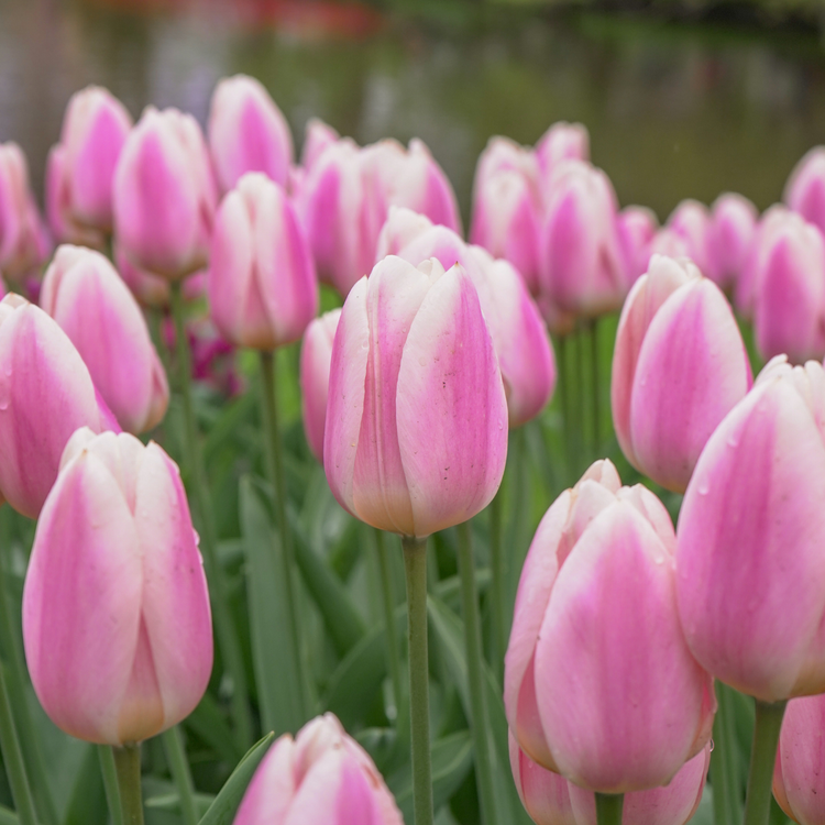 Tulip Darwin Hybrid Apricot Delight