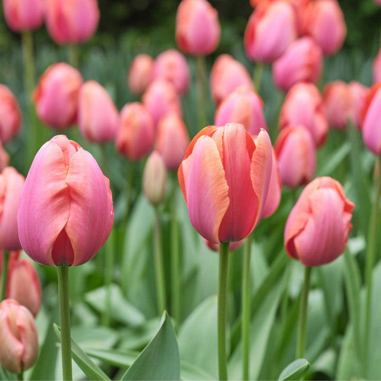 Tulip Darwin Hybrid Apricot Impression