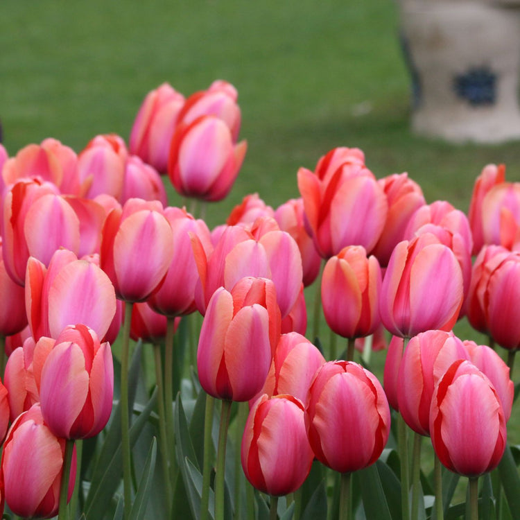 Tulip Darwin Hybrid Apricot Impression