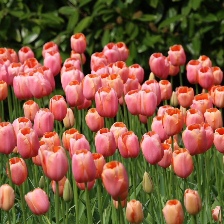 Tulip Darwin Hybrid Apricot Impression