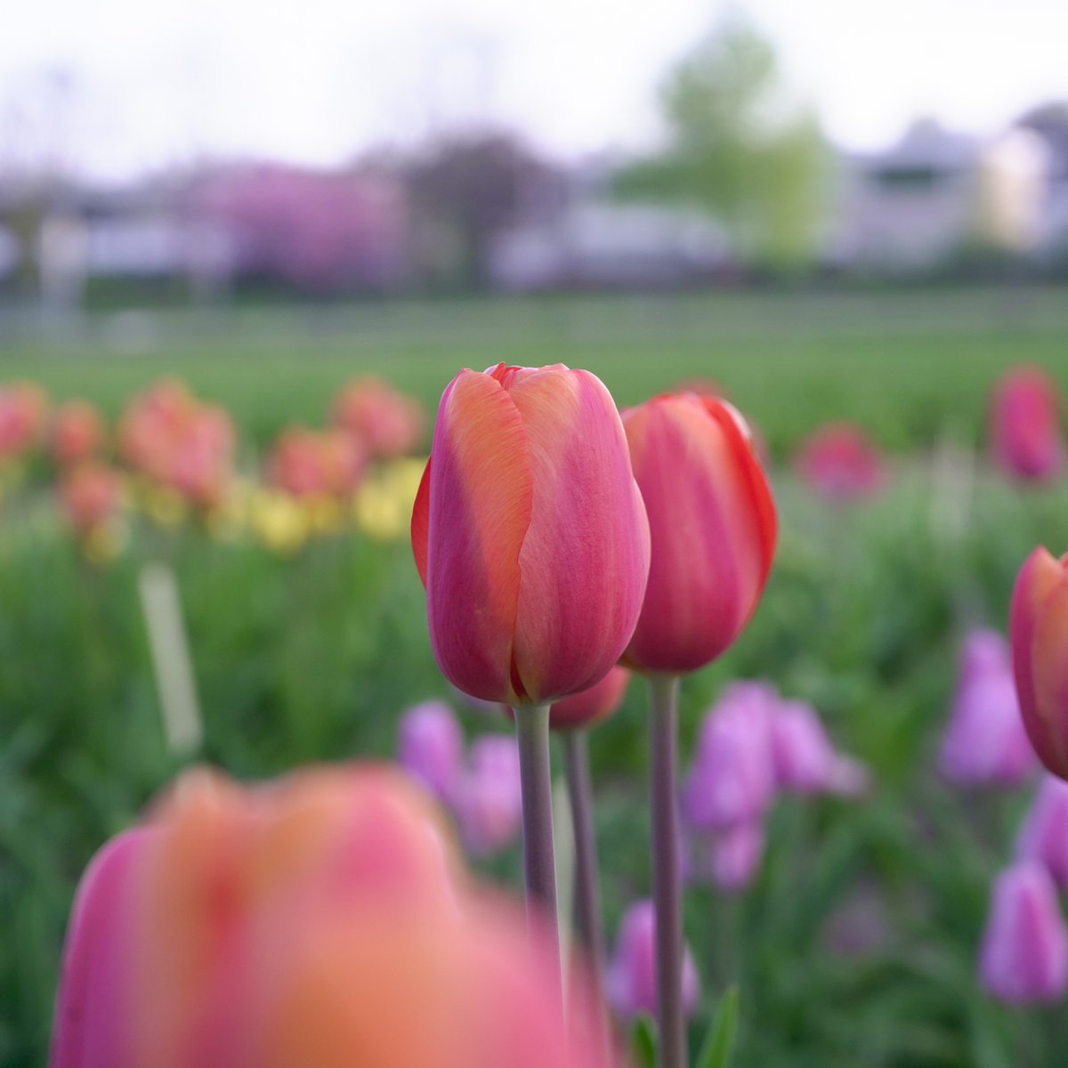 Tulip Darwin Hybrid Apricot Impression - 20 bulbs - Longfield Gardens