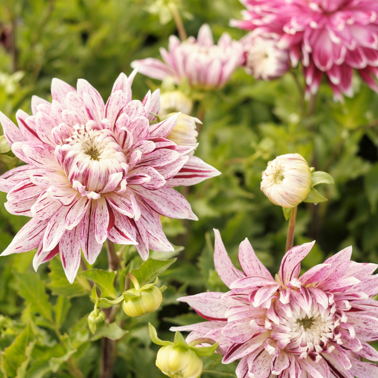 Dahlia Dinnerplate Avignon