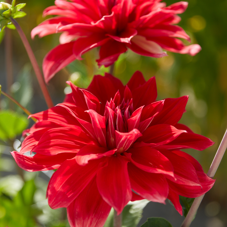 Dahlia Dinnerplate Babylon Red
