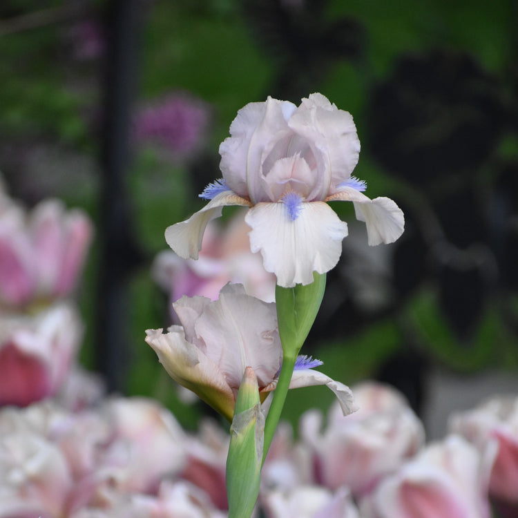 Bearded Iris Concertina