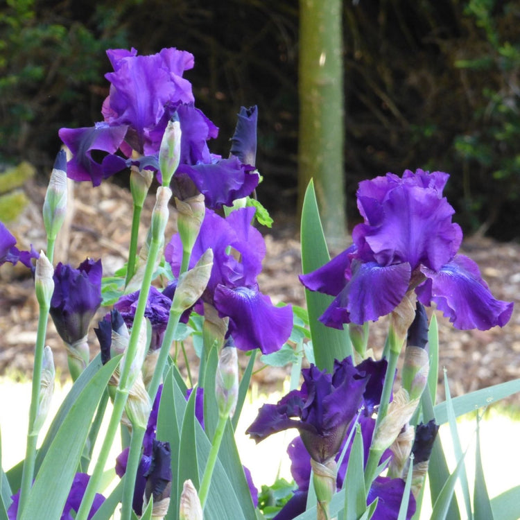 The large, purple-grape flowers of bearded iris Rosalie Figge blooming in an early summer garden.