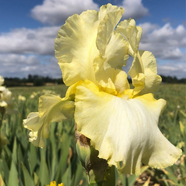 Bearded_Iris_-