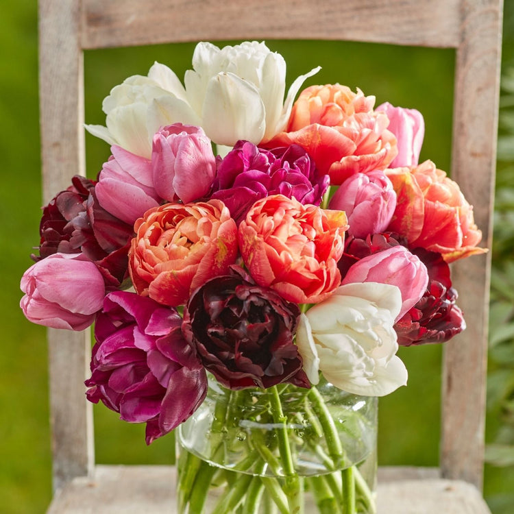 Tulip Double Late Elegant Symphony Mix