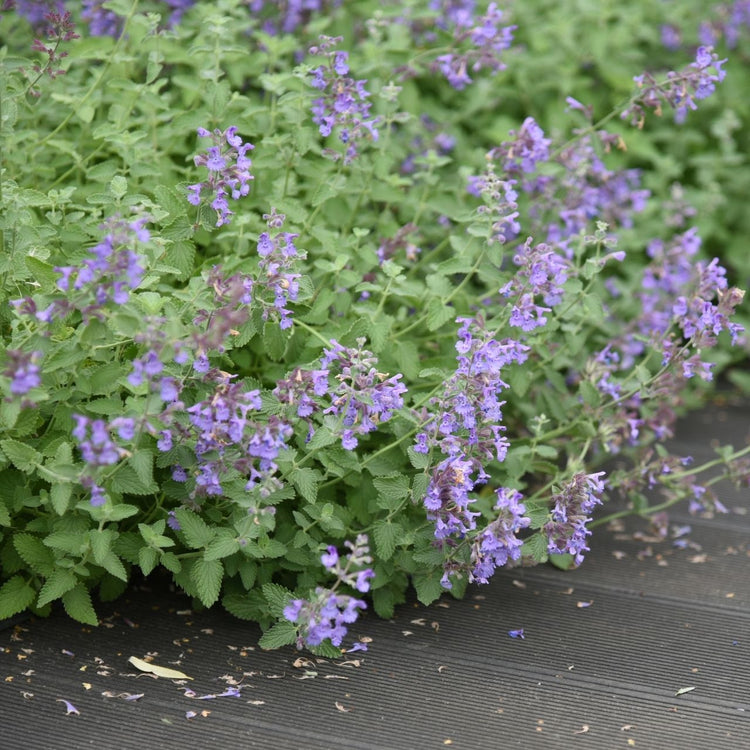 Nepeta	Sylvester Blue