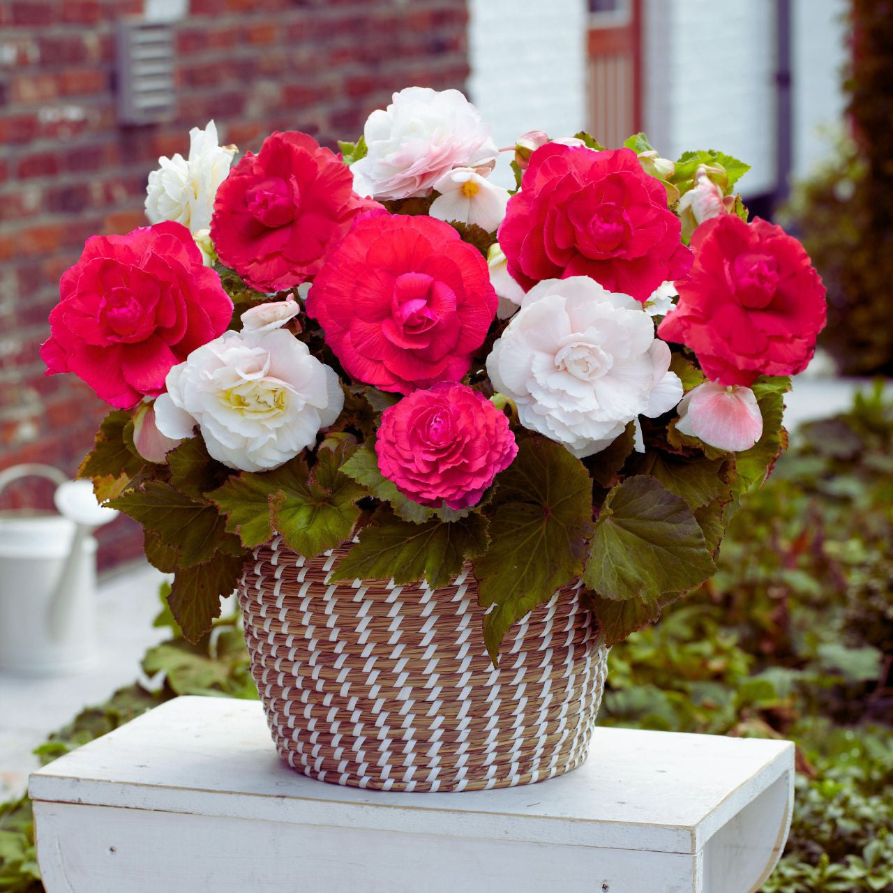 Begonia Upright Double Superba Pink & White - 6 tubers - Longfield
