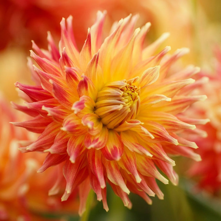 Dahlia Dinnerplate Fired Up