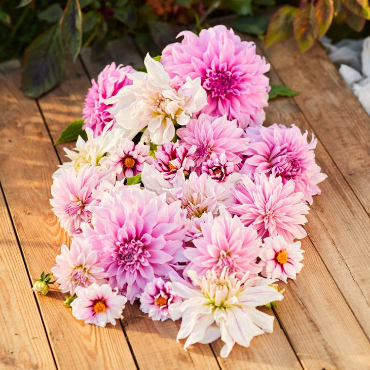 Dahlia Dinnerplate Vassio Meggos