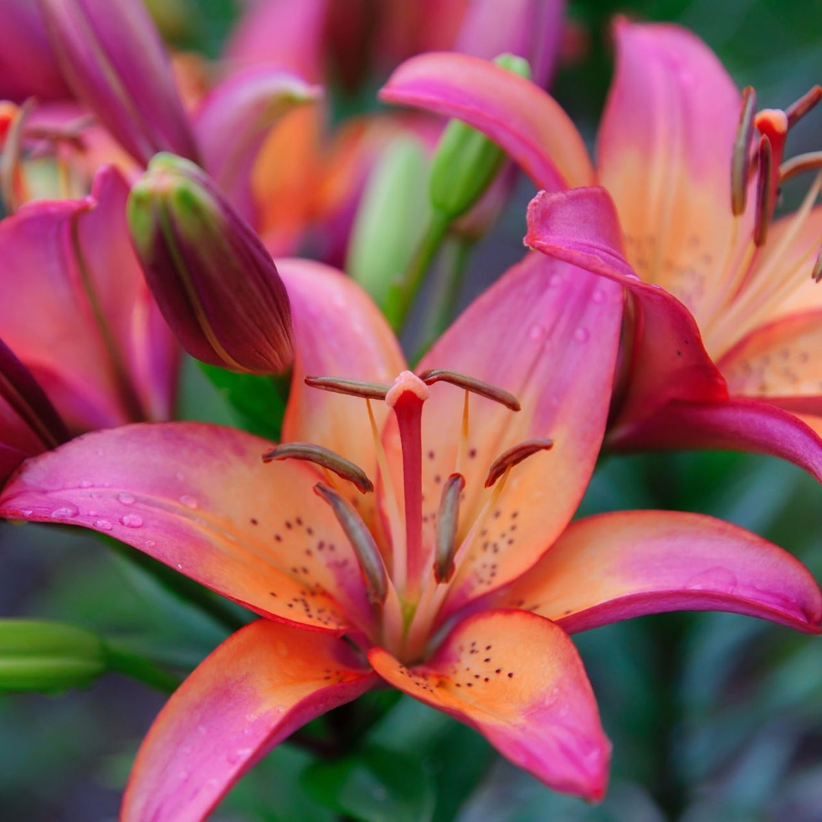 royal sunset lily flower Lily Longiflorum Asiatic (LA) Royal Sunset (Spring)