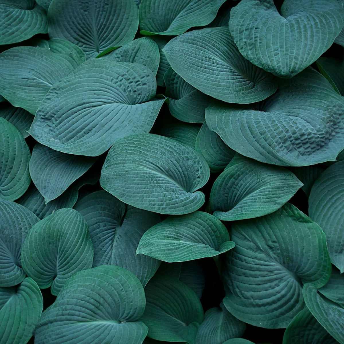 Hosta Large Leaf Bressingham Blue - 3 bare roots