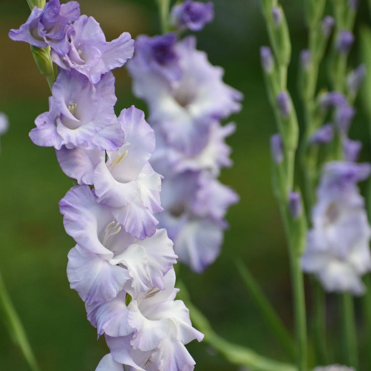 The cool and elegant flowers of gladiolus Costa, showing this variety's white petals and lavender-blue markings.
