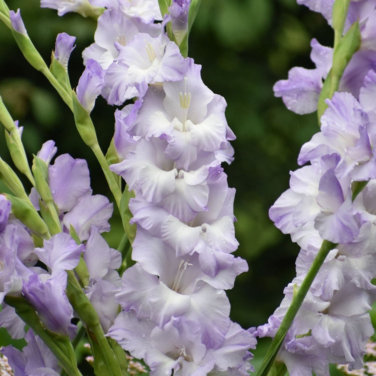 Gladiolus Costa showing pure white florets with purple markings that gradually age to lavender-blue.