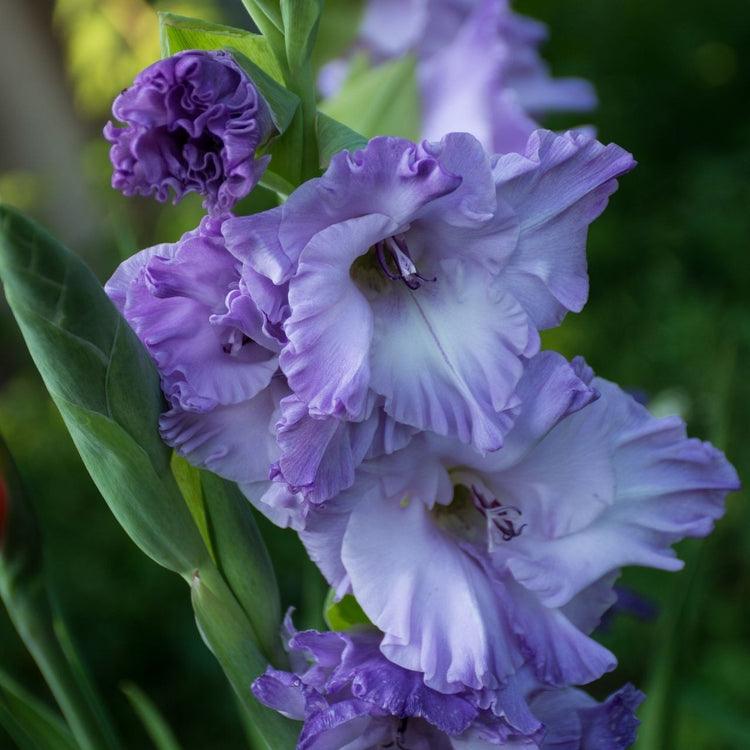 Close up on gladiolus Costa, showing this variety's lavender-blue flowers with heavily ruffled petals.