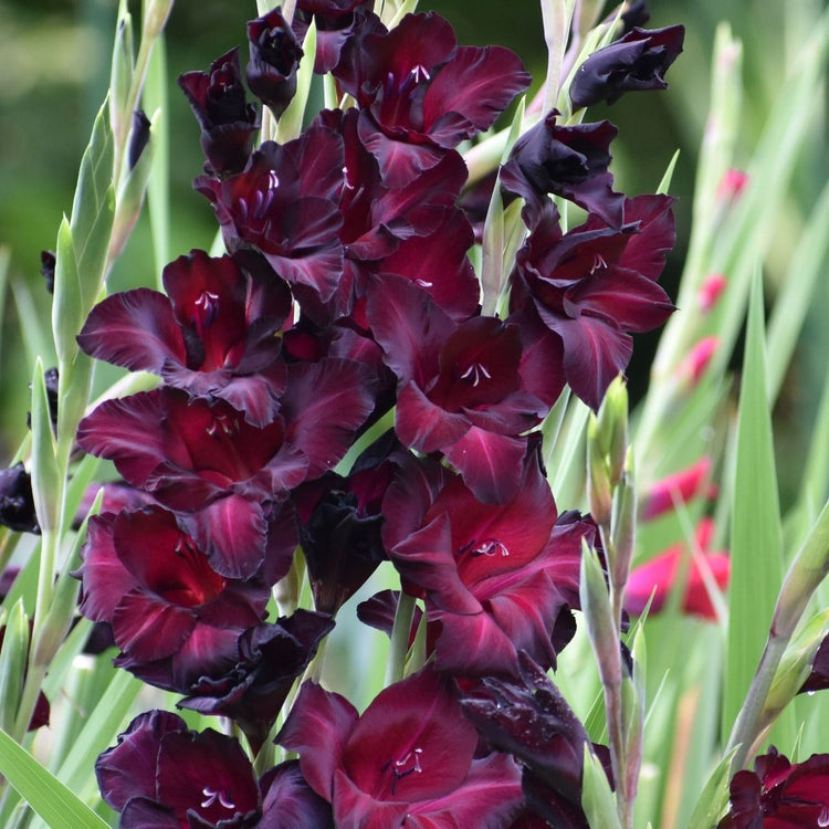 Gladiolus Large Flowering Espresso