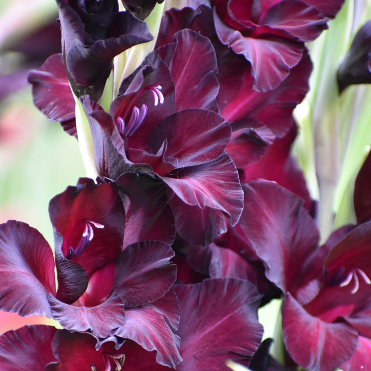 Gladiolus Large Flowering Espresso