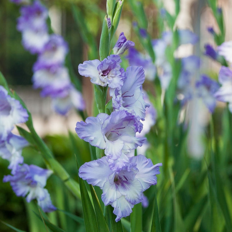 Gladiolus Costa blooming in a summer garden, showing the flower's white petals with decorative, lavender-purple markings.