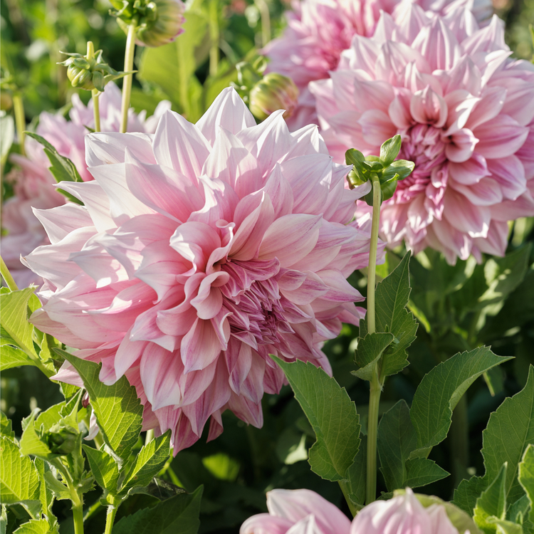 Dahlia Dinnerplate Cafe Au Lait Royal