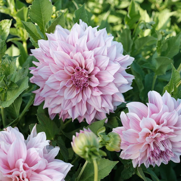 Dahlia Dinnerplate Cafe Au Lait Royal