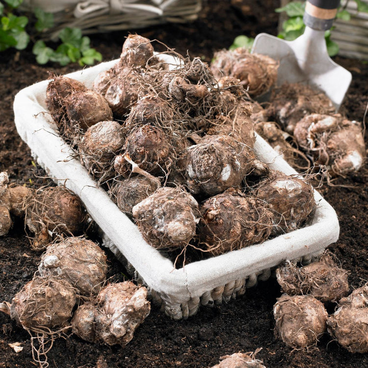 Caladium Fancy White Christmas