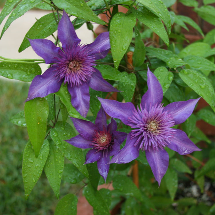 Clematis Multi Blue