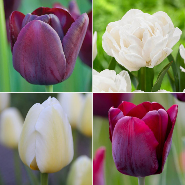Tulip Assorted Black and White Collection