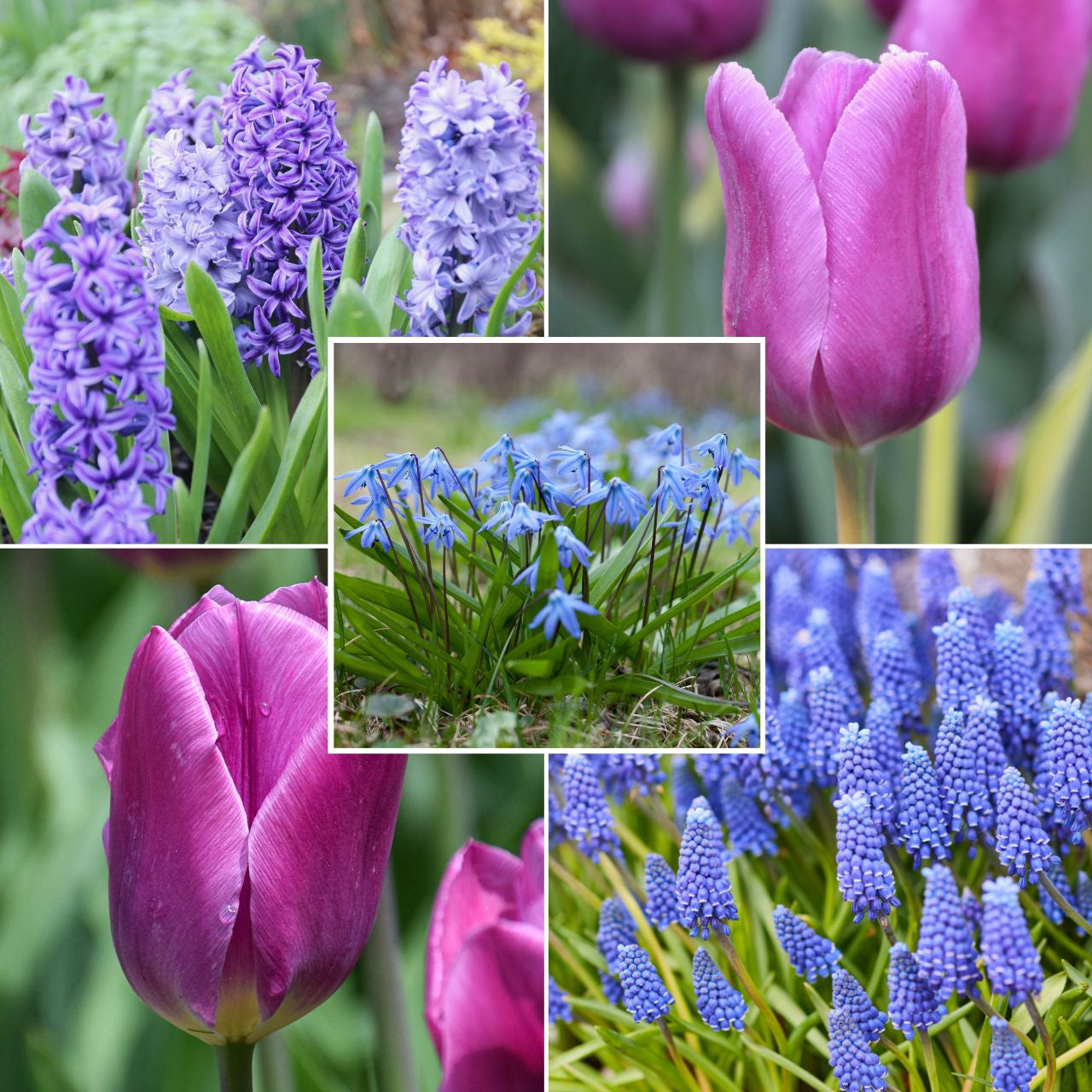 Assorted Beautiful Blues Collection II - 100 count - Longfield Gardens