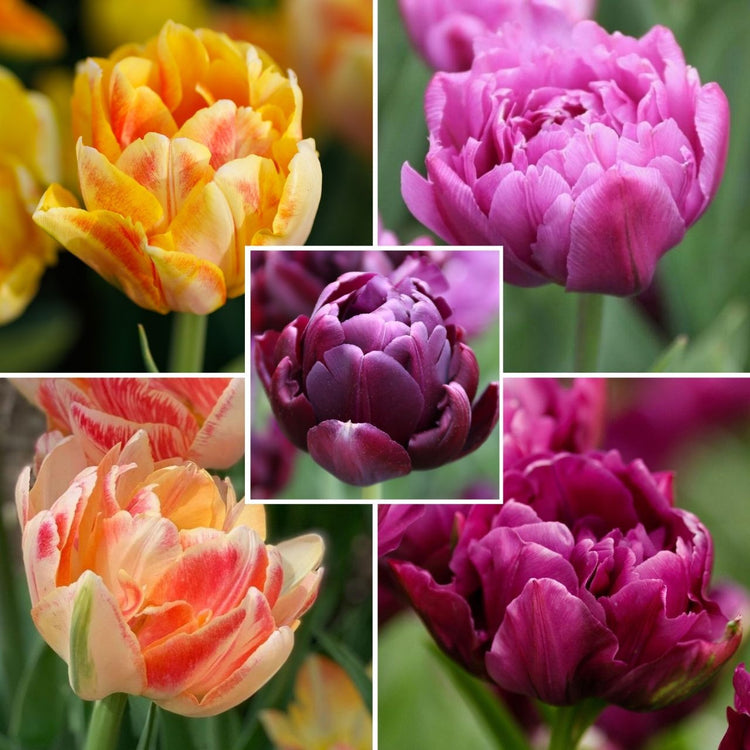 Close ups of five varieties of early season and late season double tulips available as a color-themed collection featuring burgundy, purple and apricot.